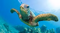 Sea turtle safety awareness plan to launch in 2018