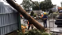 Tree down on Truong Chinh street (HCM city) due to strong winds.
