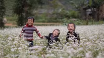 Buckwheat flower