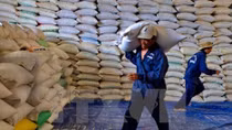 Thanh Hoa to receive over 50,000 tonnes of rice to support forest protectors