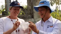 More anti-dengue mosquitoes released in Vietnam