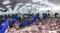 Tra fish companies see stock prices plummet