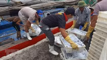 Urgent solutions needed to address EU’s warning of IUU fishing: ministry