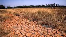 Mekong Delta seeks to conserve water