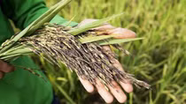 Rice cultivation must ensure domestic supply in spite of difficulties