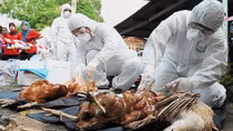 Ministry announces Vietnam free of bird flu