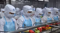 Pandemic has little impact on Vietnam’s shrimp exports