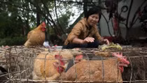 Ministry warns of risk of avian influenza A intrusion in Vietnam