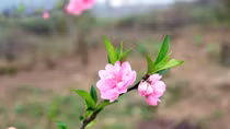 Beautiful peach flowers welcome visitors to the Dong Van Plateau