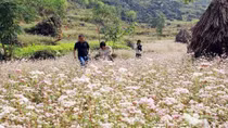 Buckwheat flower festival in Ha Giang