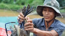 Shrimp exports expected to reach US$5 bln by 2020