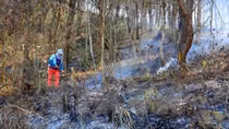Fires ravage over 2,400 ha of forest in 2016