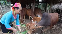 Vietnam accelerates implementation of sustainable development goals