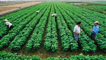 Mining, agriculture slow economic growth