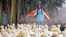 Dak Lak: bird flu forces cull of 3,565 poultry