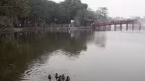 Ducks live on Hoan Kiem Lake