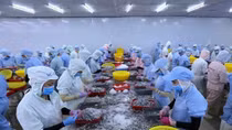 Vietnam’s shrimp exports forecast to reach 3.8 billion USD in 2020