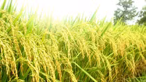 IRRI expands their administrative offices in Hanoi