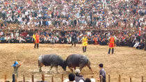 Vinh Phuc requested to tighten control over buffalo fighting festival