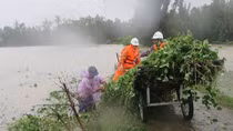 Quang Nam Red Cross raises funds for social security