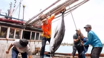 Nghe An develops offshore fishing ships