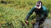 Heavy rain hurts farmers in Mekong Delta