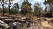 Ministry strives for sustainable forestry sector development