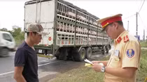 Quang Tri Traffic Police team up with other forces to prevent African swine fever