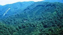 Forest coverage to rise to 47.25% in 2017