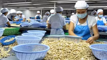 Vietnam targets 450,000 tons in cashew nut export volume this year