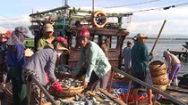 Quang Binh destroys 606 tons of cadmium contaminated fish