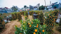 Ornamental plant growers rush towards Lunar New Year
