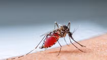 More epidemics break out in 2017 summer