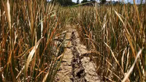 Dak Lak farmers hit by serious drought
