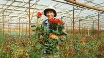 Fever of roses as Valentine’s Day coming 