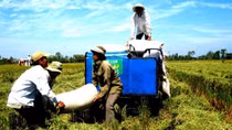 China emerges as Vietnam’s largest fragrant rice importer