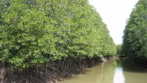 Nearly $ 2 million in support for mangrove biodiversity protection project in Thai Binh