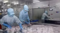 Tra fish firms report sharp rises in second quarter earnings