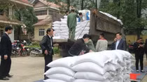 Rice aid reaches over 520,000 impoverished people ahead of Tet
