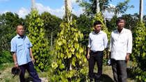 Pepper fails to survive flooding