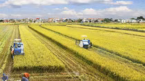 Vietnam’s agriculture to recover in 2017