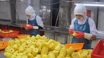 Vietnamese firms strive to revitalise agricultural exports to China