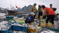 Thua Thien – Hue pays second-batch Formosa compensation to fishermen