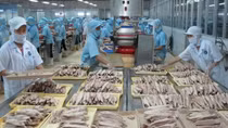 MARD works to remove obstacle for agro-forestry-fishery export