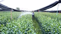 Hanoi aims to have all districts, communes recognized as new rural areas by 2030