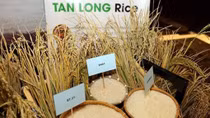 Vietnam’s rice exports hit 5.2 million tonnes in ten months