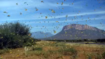 Agriculture ministry gears up for possible attack of desert locusts