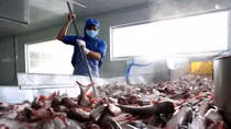 US cuts anti-dumping taxes on Vietnamese catfish products