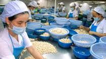 Vietnam to import 300,000 tonnes of raw cashew