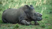 Celebrities call on South Africa to withdraw plan on rhino horn trade legalization